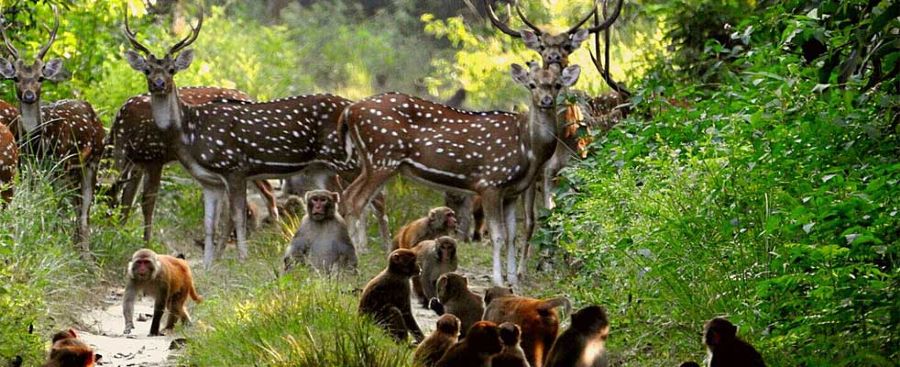 Parco Nazionale di Kanha Parco Nazionale di Kanha