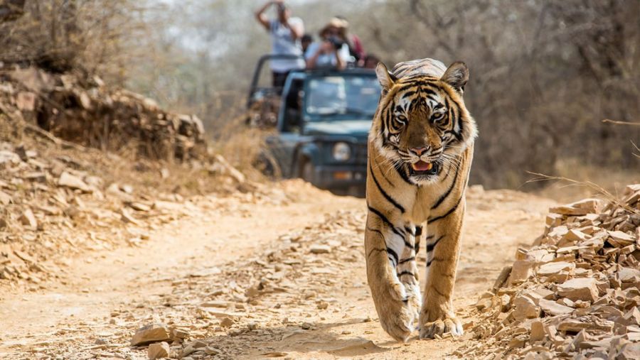Parco Nazionale di Bandhavgarh Parco Nazionale di Bandhavgarh