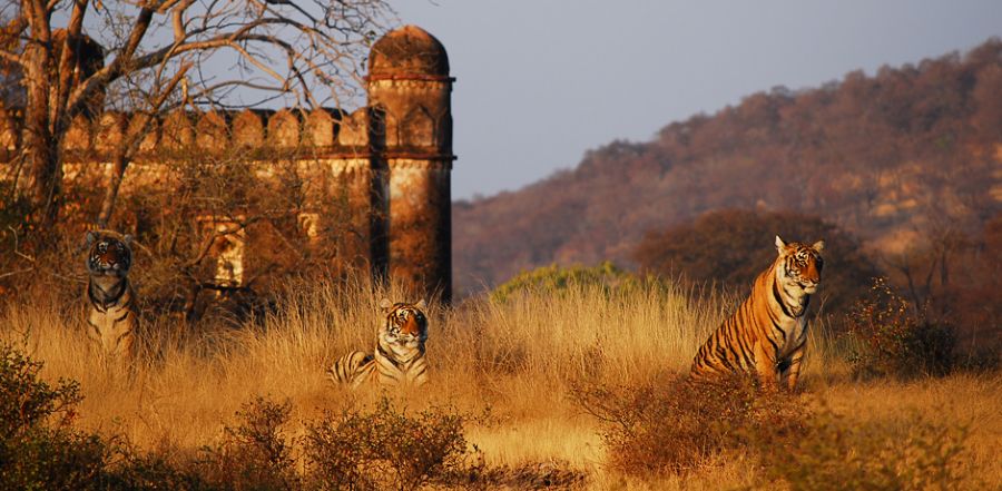 Parco Nazionale di Ranthambore Parco Nazionale di Ranthambore
