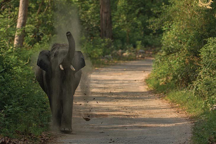Parco Nazionale di Jim Corbett Parco Nazionale di Jim Corbett