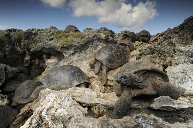 Atollo di Aldabra tartarughe