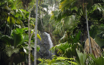 La Valleè de Mai alle Isole Seychelles